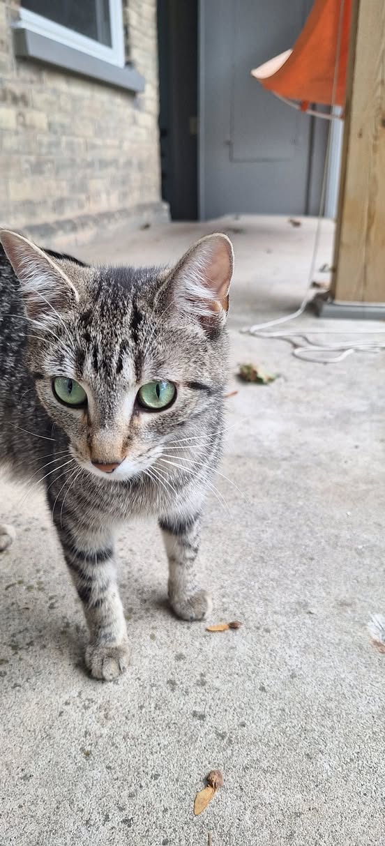 Found Cat in Chesley