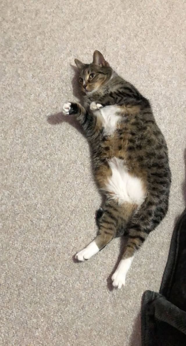 Lost cat
