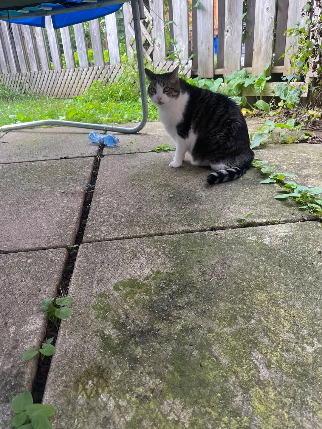 Found cat