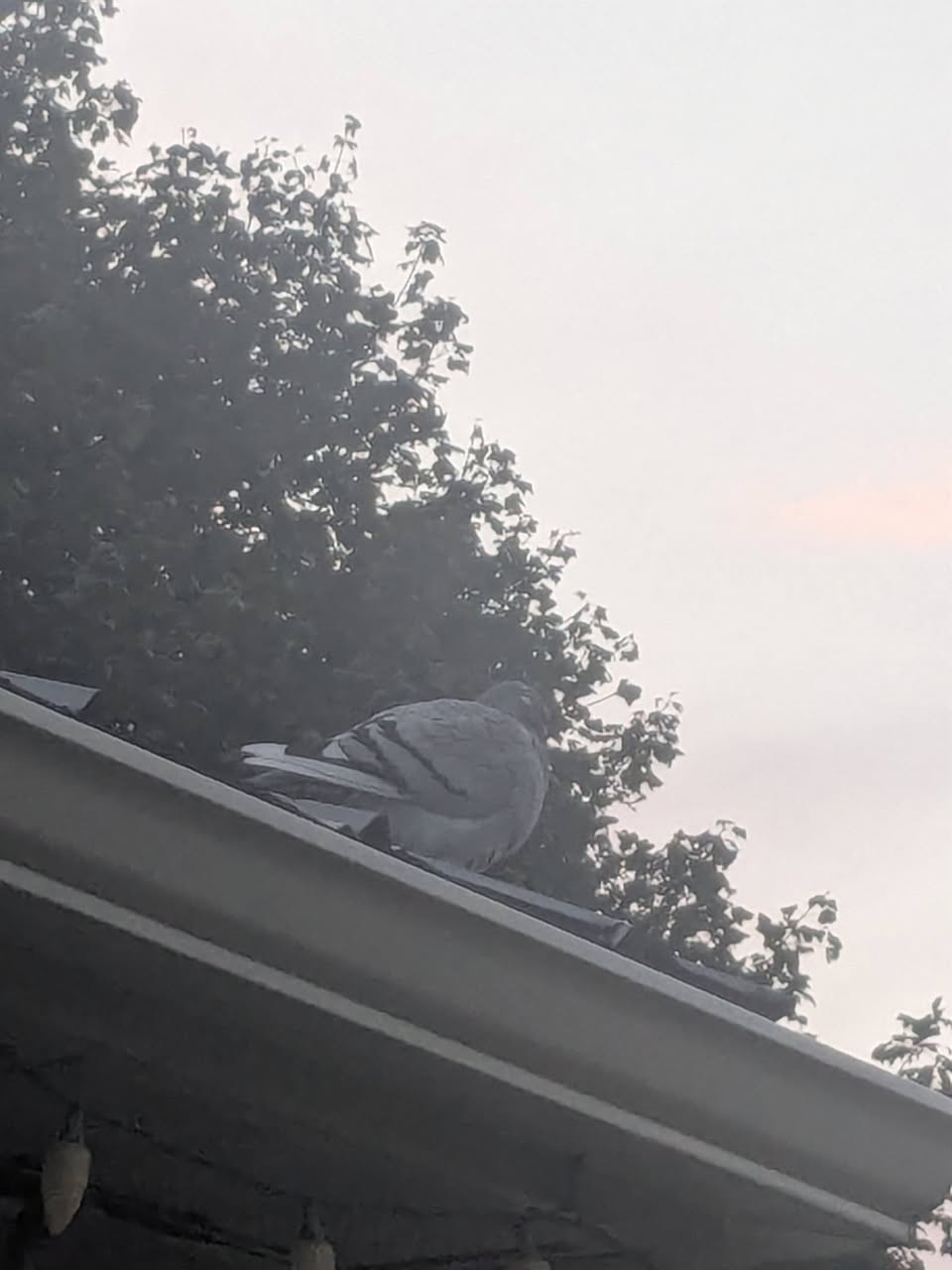 Found bird