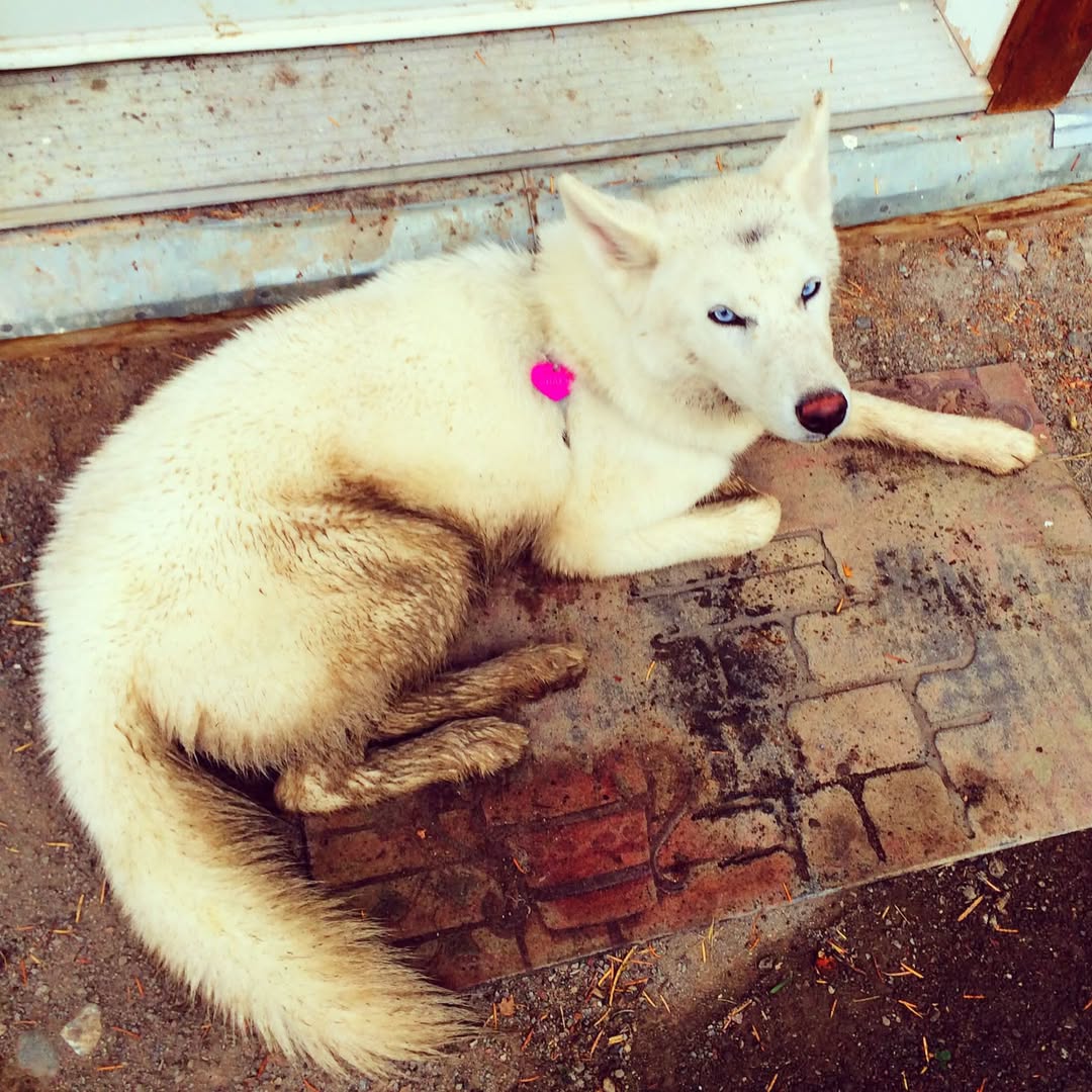 Lost Dog in Pacific Spirit Regional Park