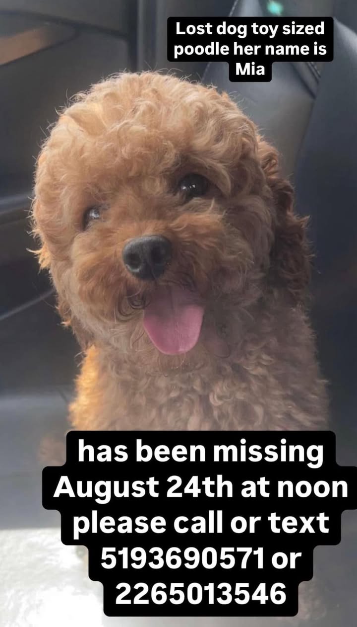 Lost Dog in Durham