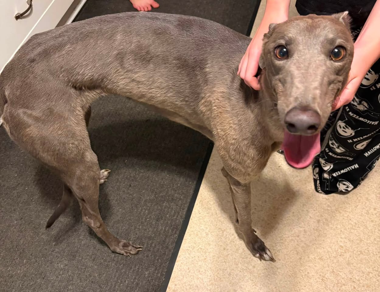 Found Dog in Riverview