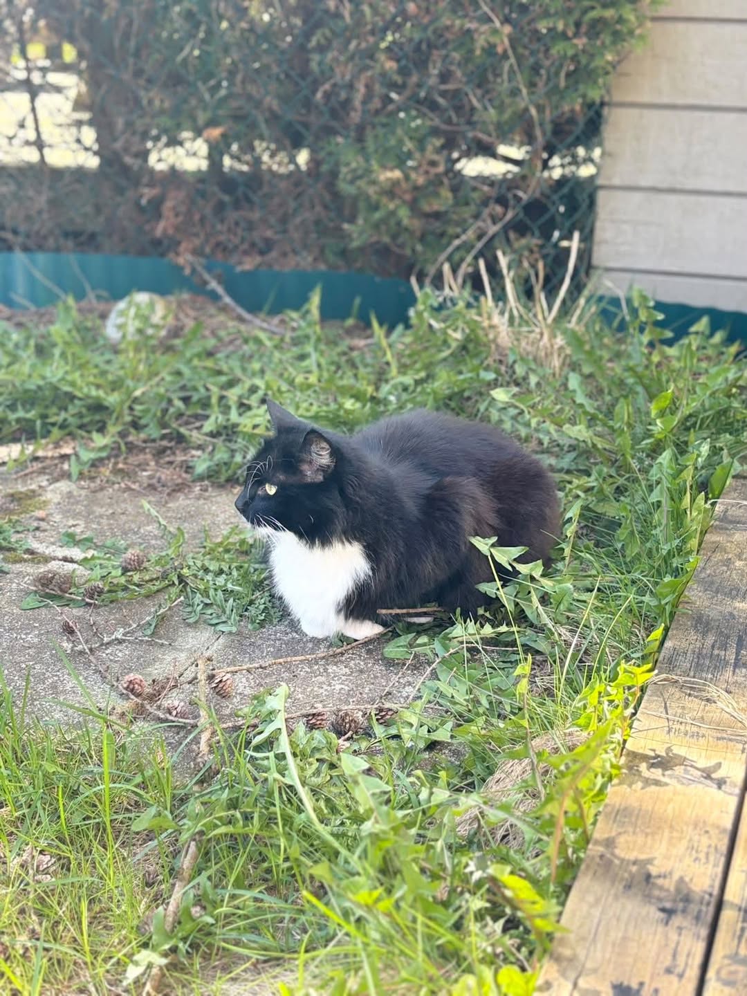 Lost Cat in Stavanger