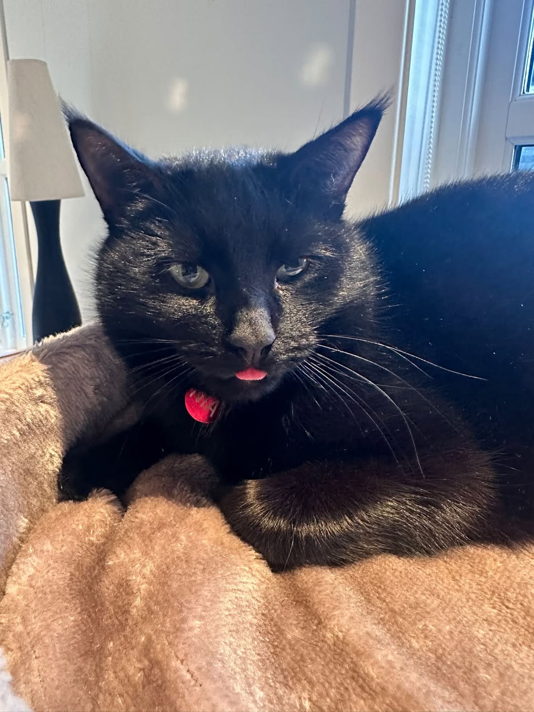 Lost Cat in Rogaland