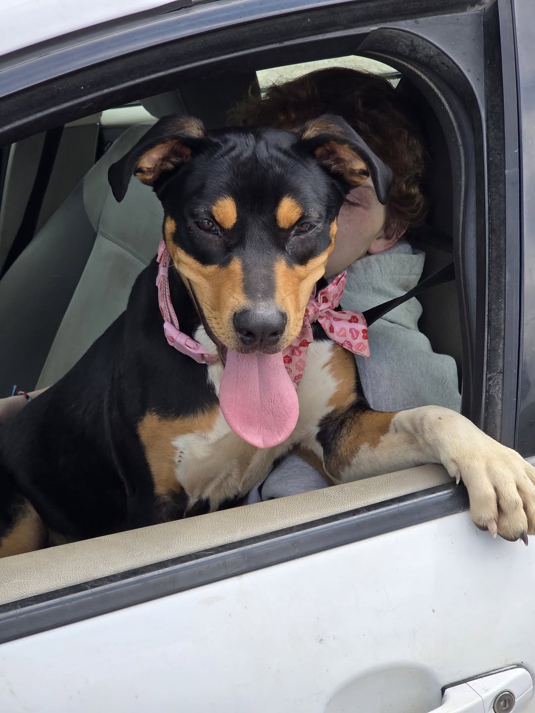 Found dog