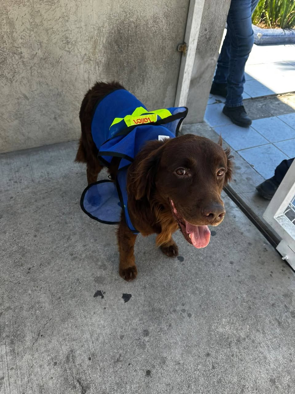 Found dog