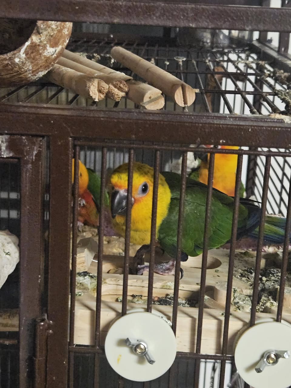 Lost bird