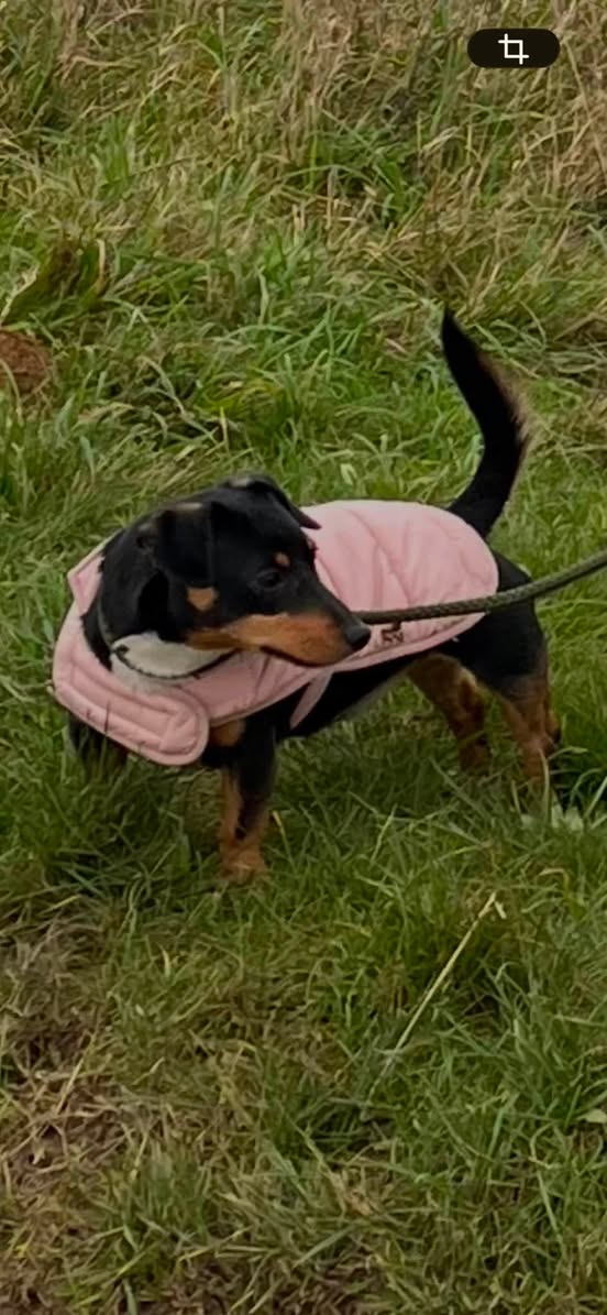 Lost Dog in York