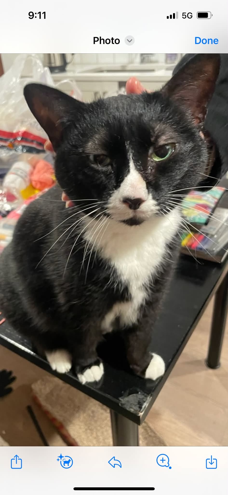 Lost Cat in Vancouver