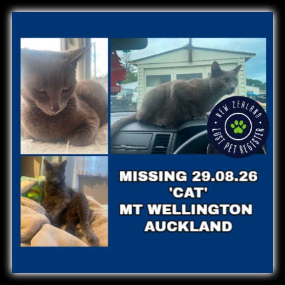 Lost cat