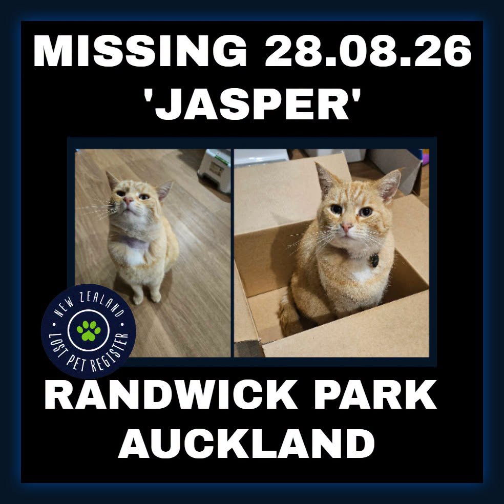 Lost cat