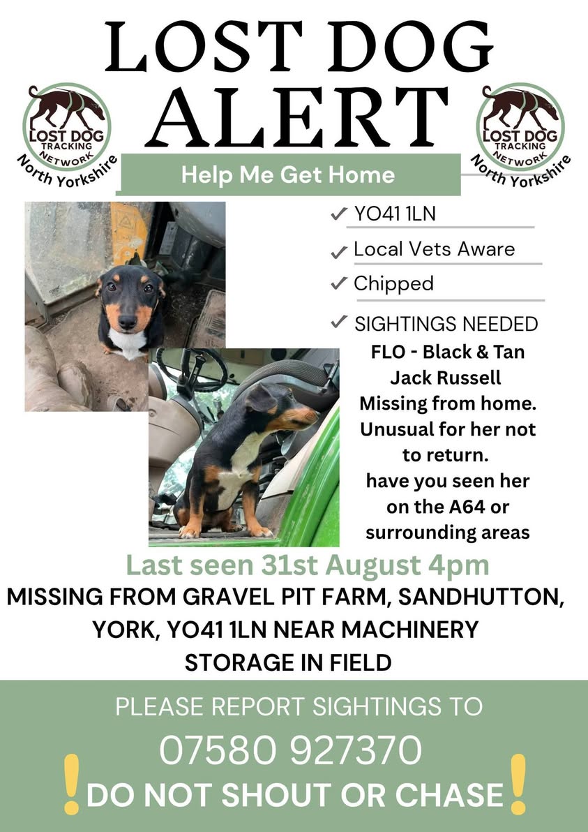 Lost Dog in United Kingdom