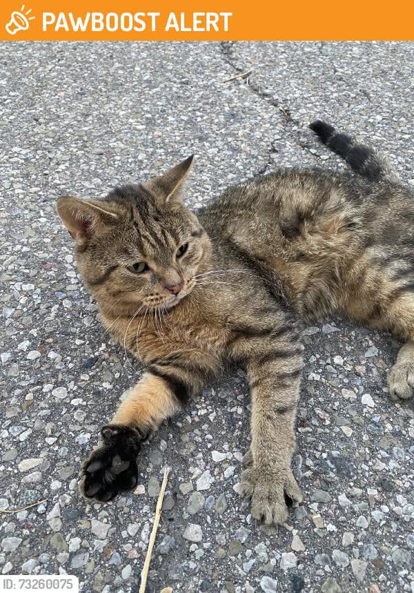 Found cat