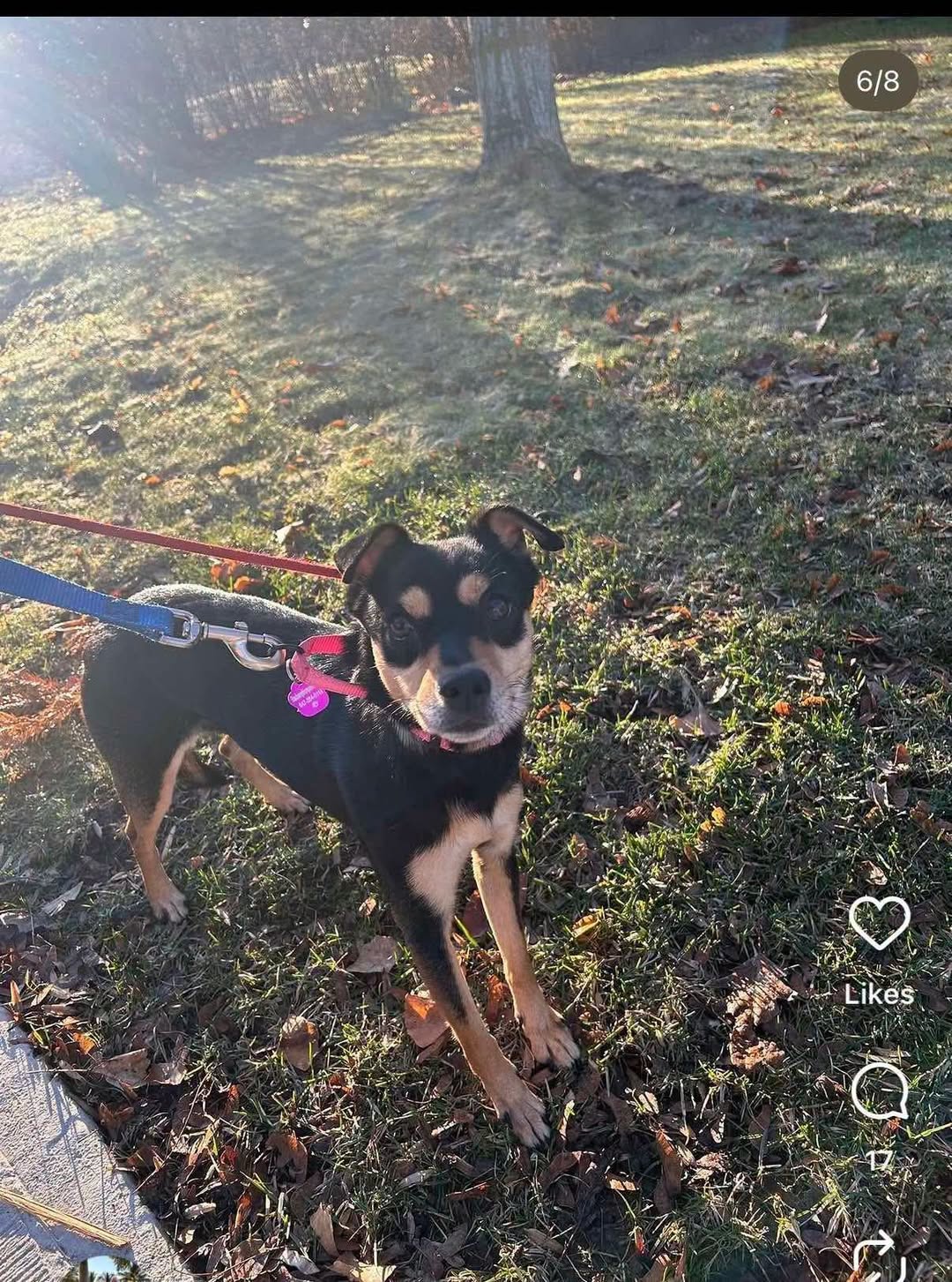 Lost Dog in Tyrone