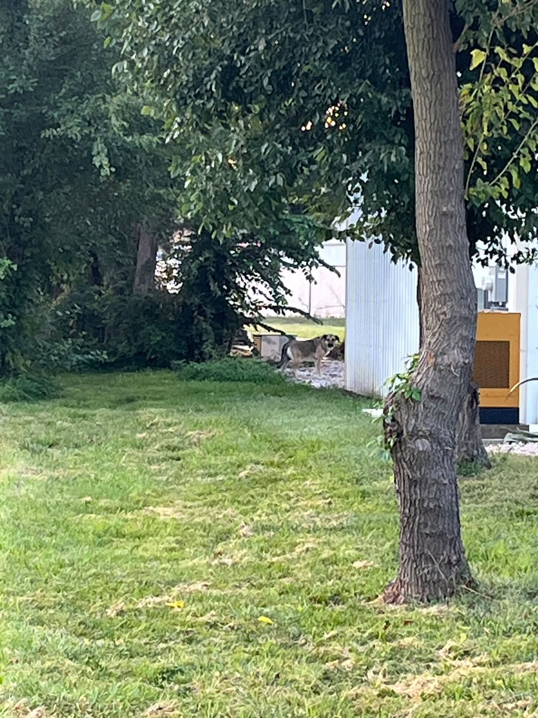 Found dog