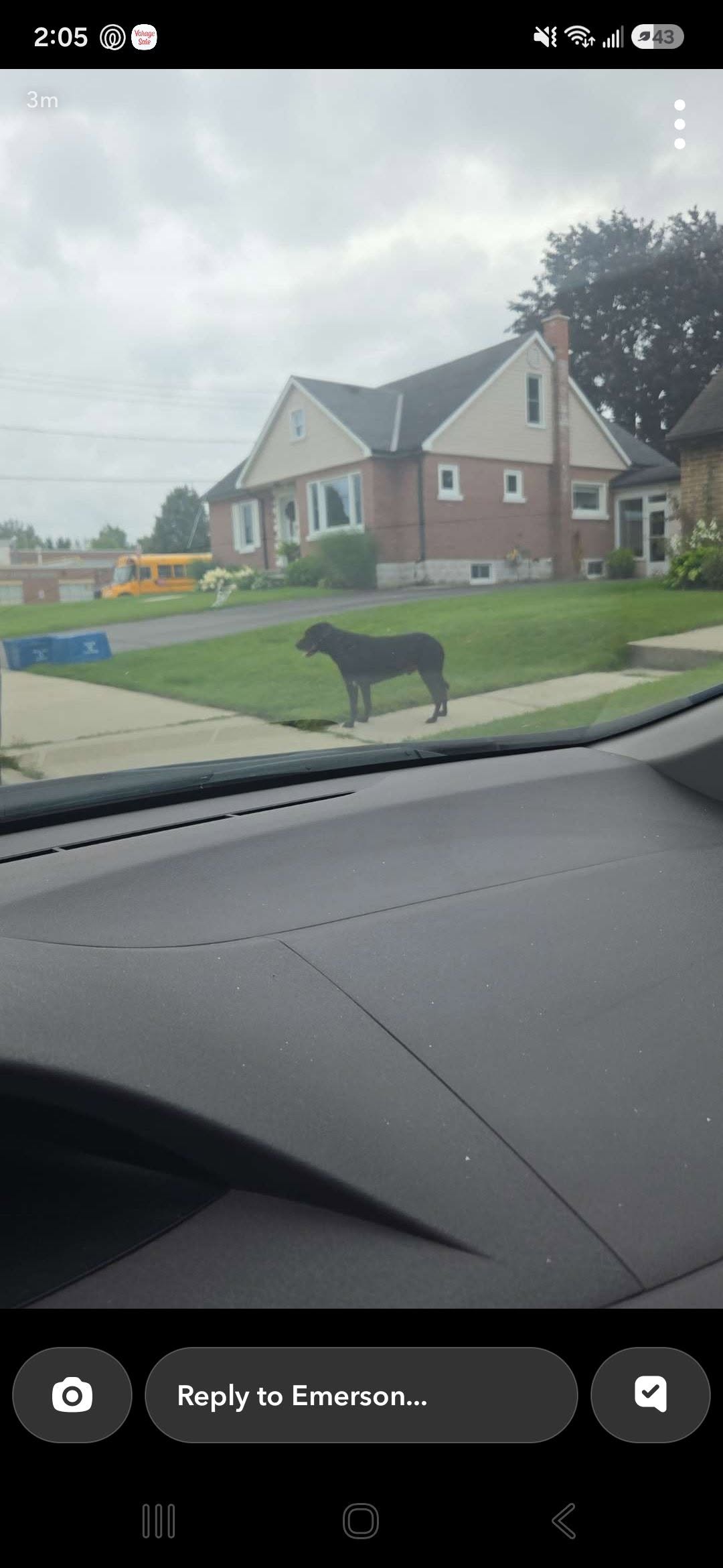 Found dog