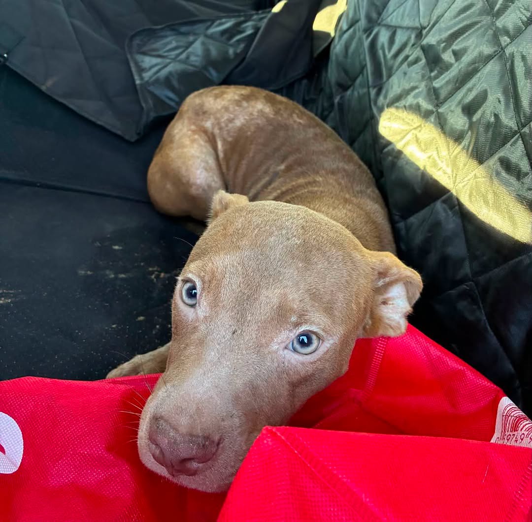 Found Dog in Ontario