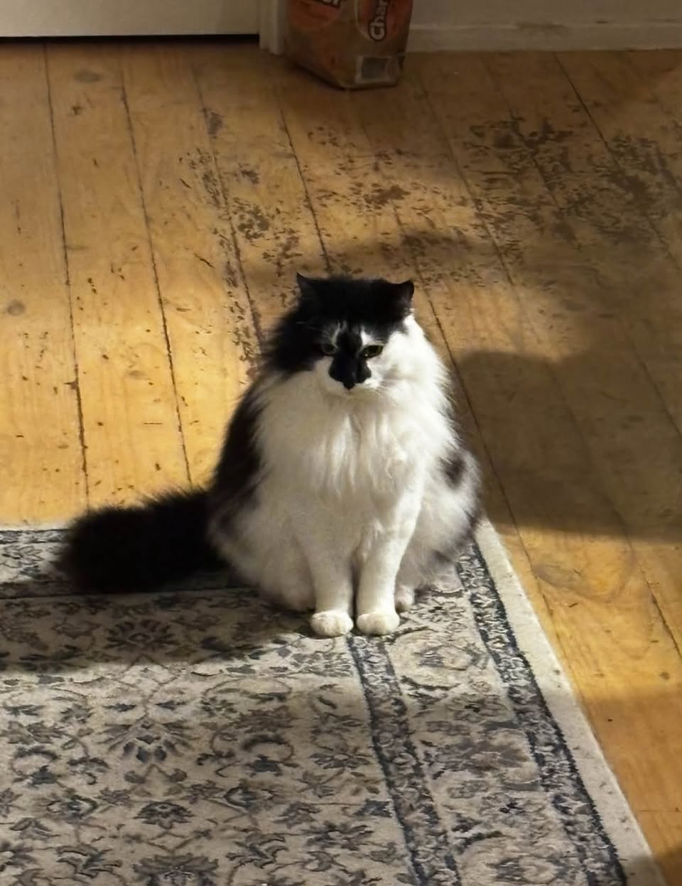Lost Cat in Melbourne