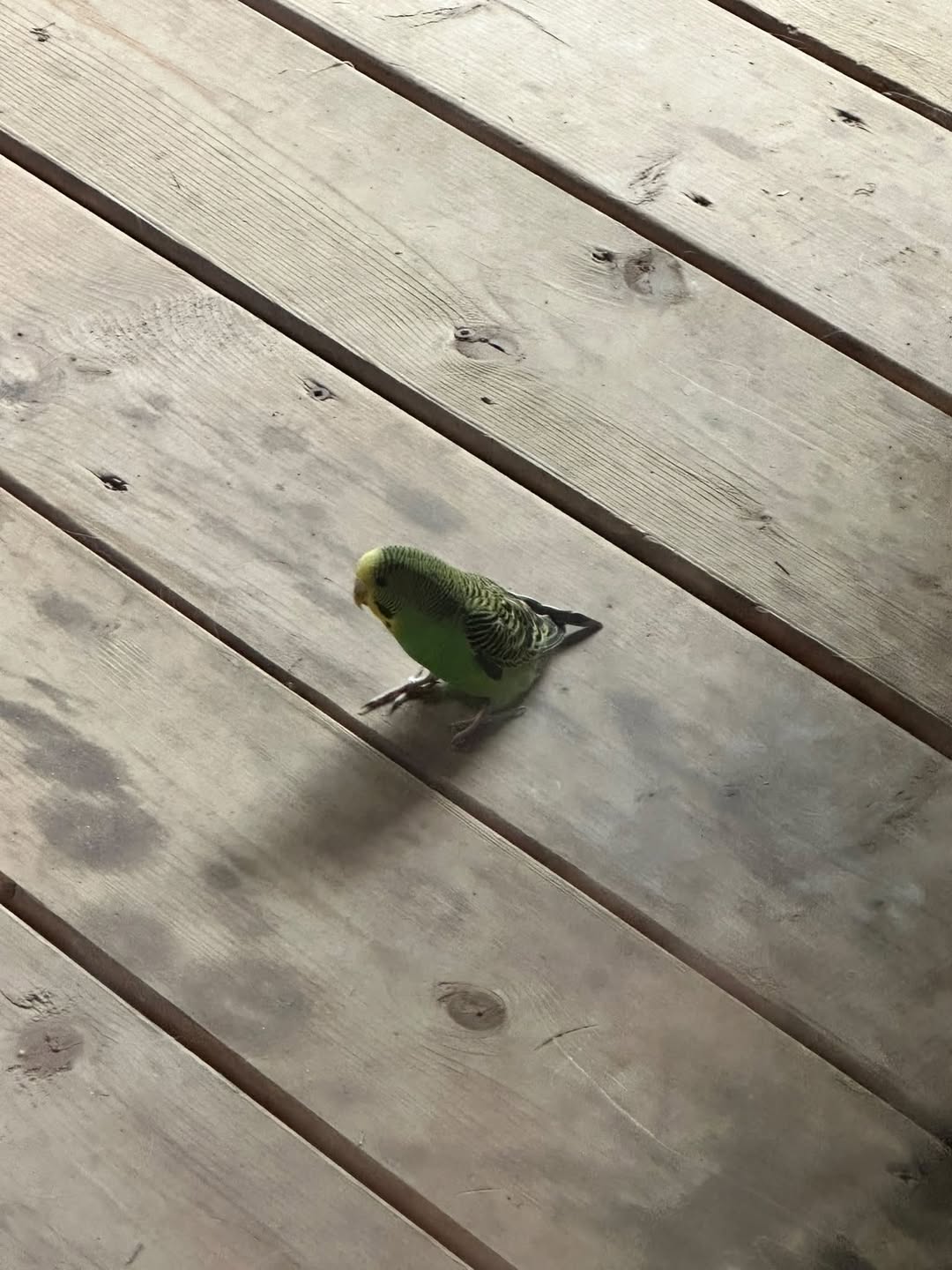 Found budgie