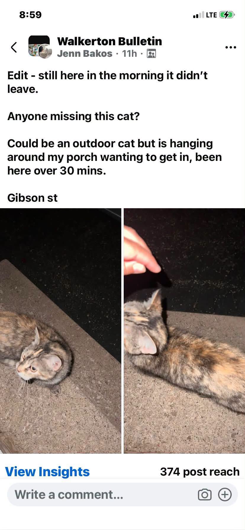 Found cat