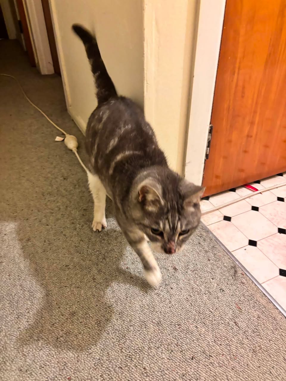 Found cat