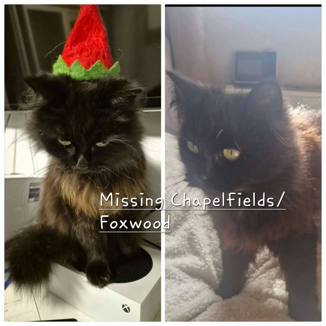 Lost Cat in York