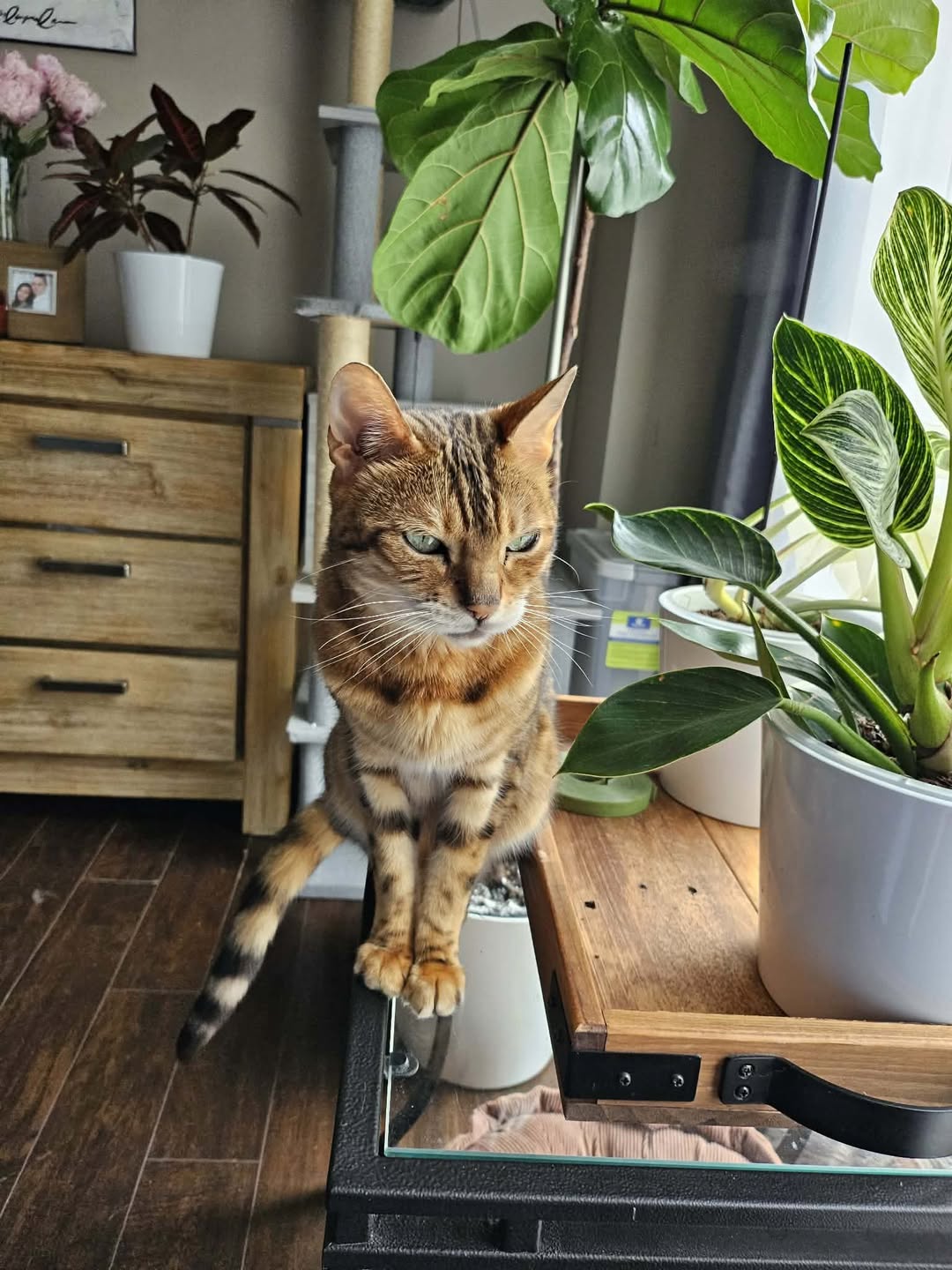 Lost Cat in Brampton