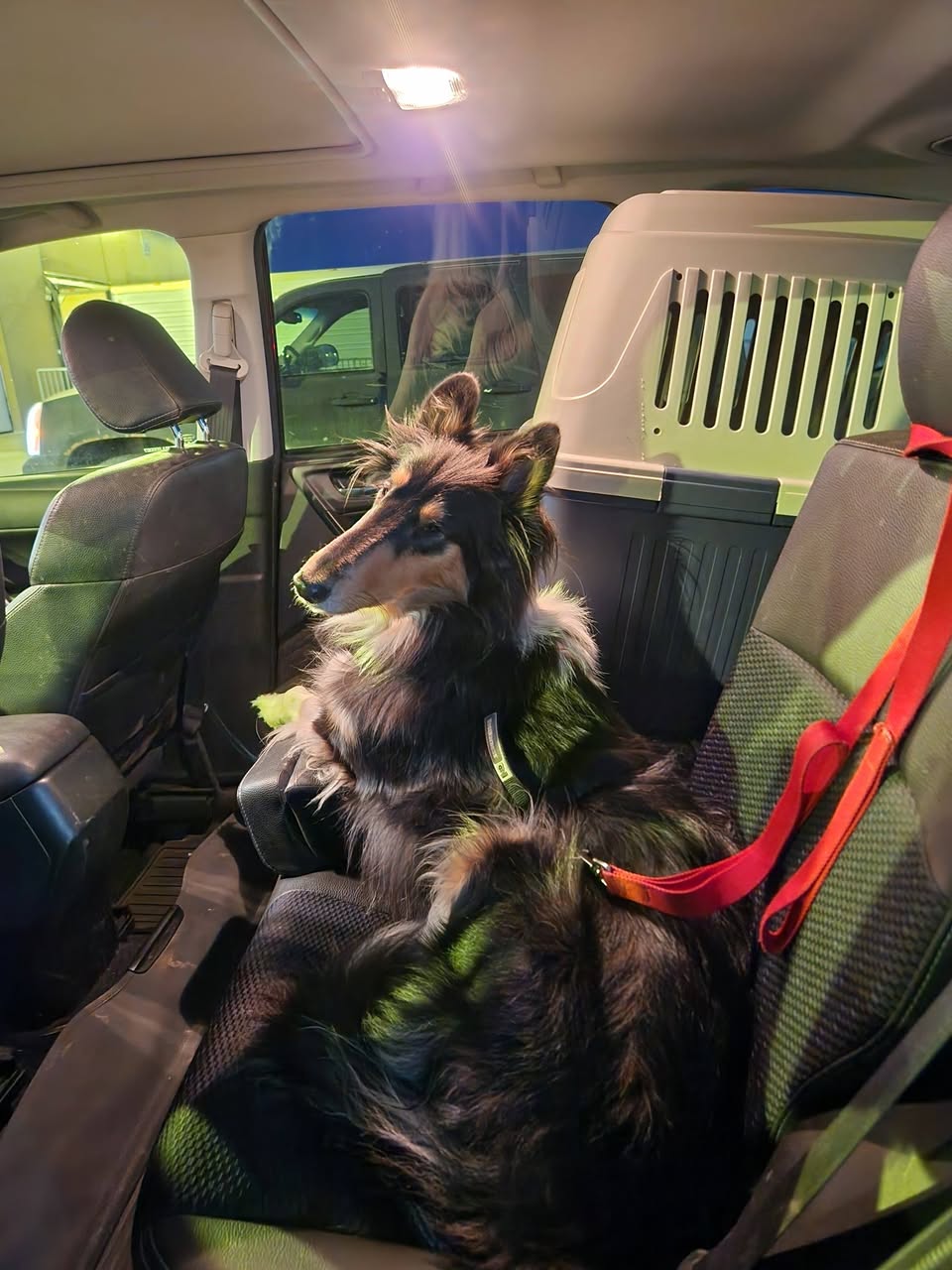 Lost Dog in Ontario