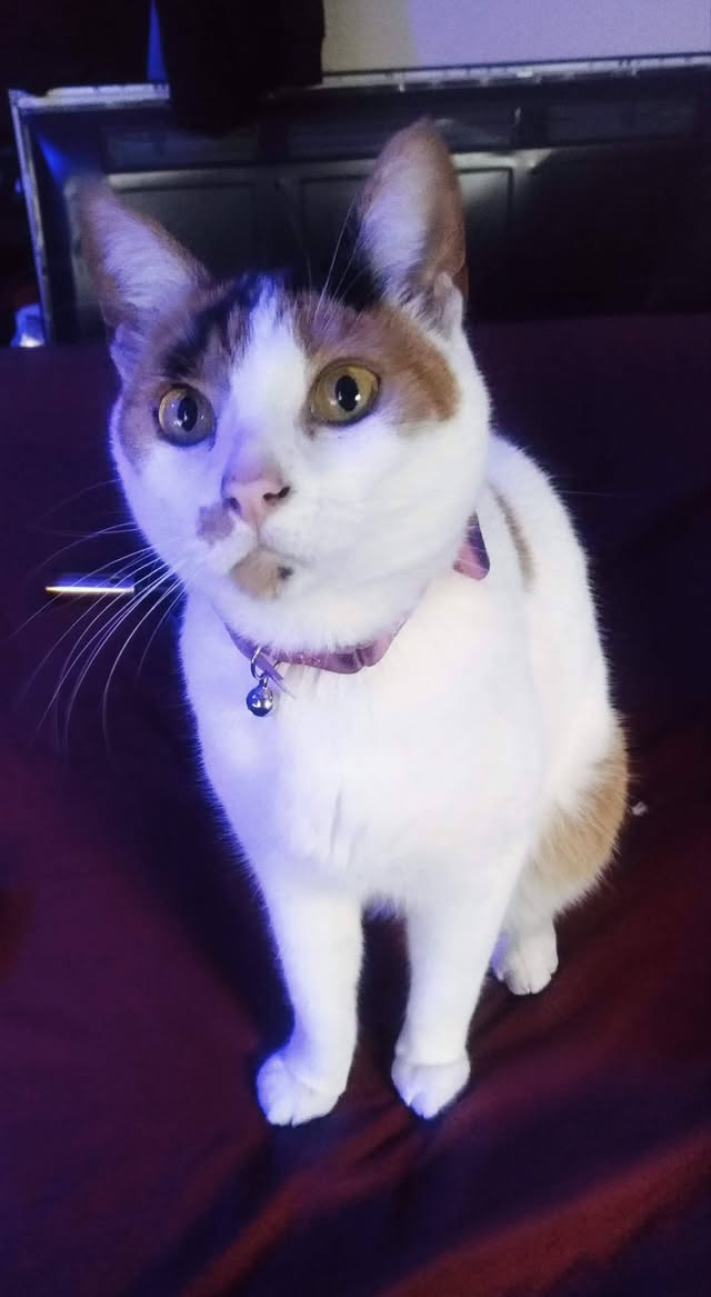 Lost Cat in Boundary And Union