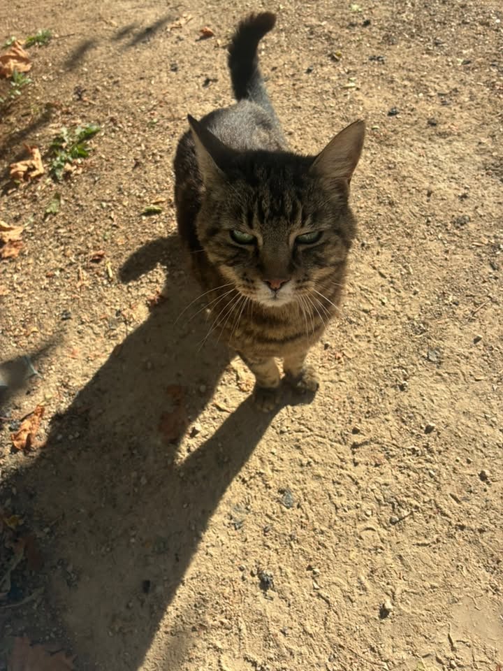 Found cat