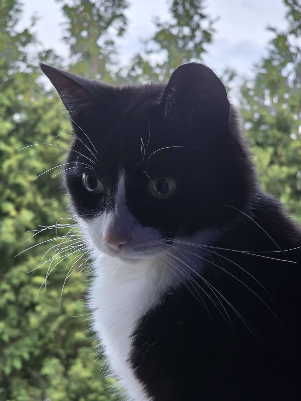 Lost Cat in Port Elgin