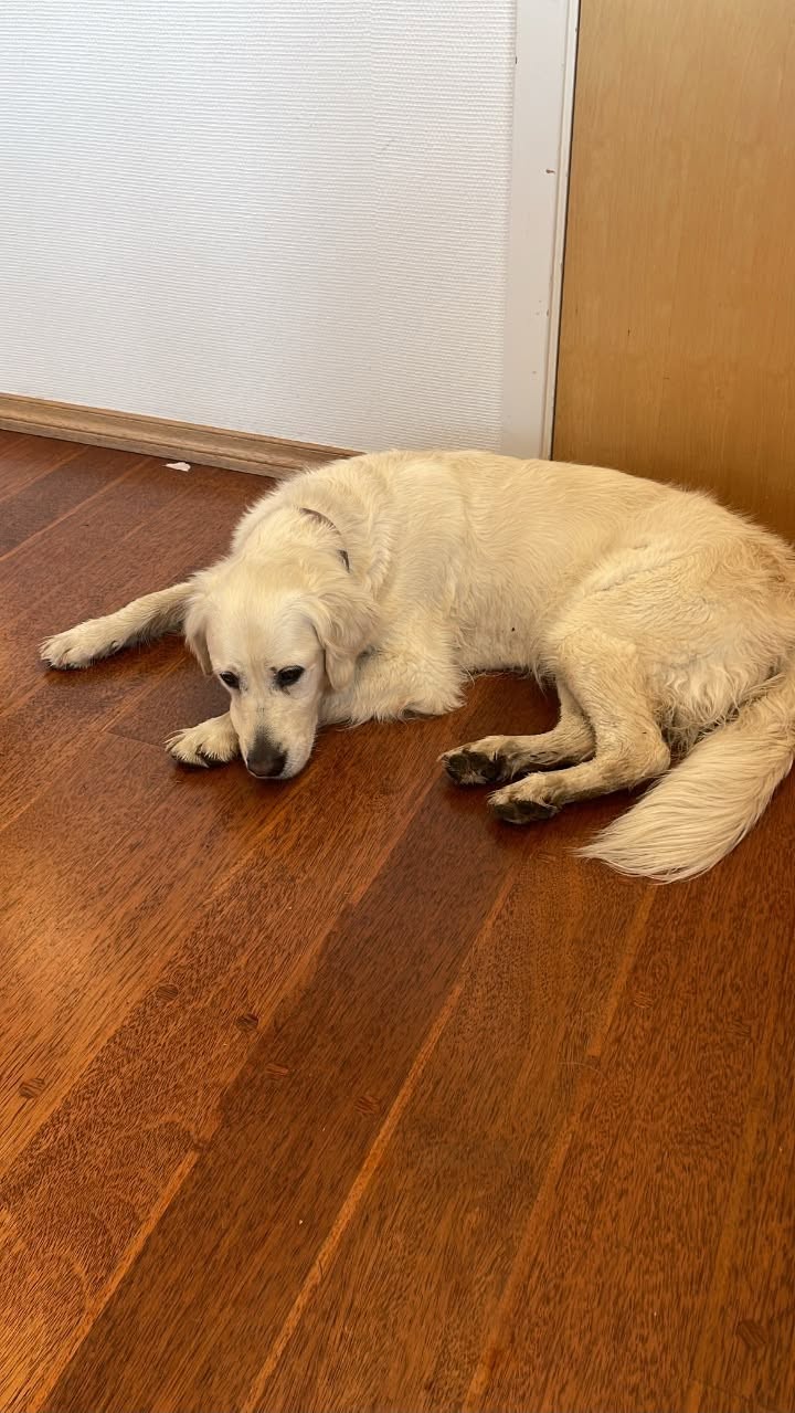 Found dog
