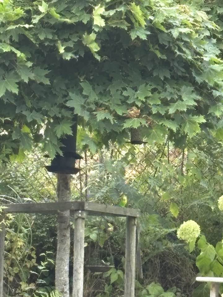 Found budgie