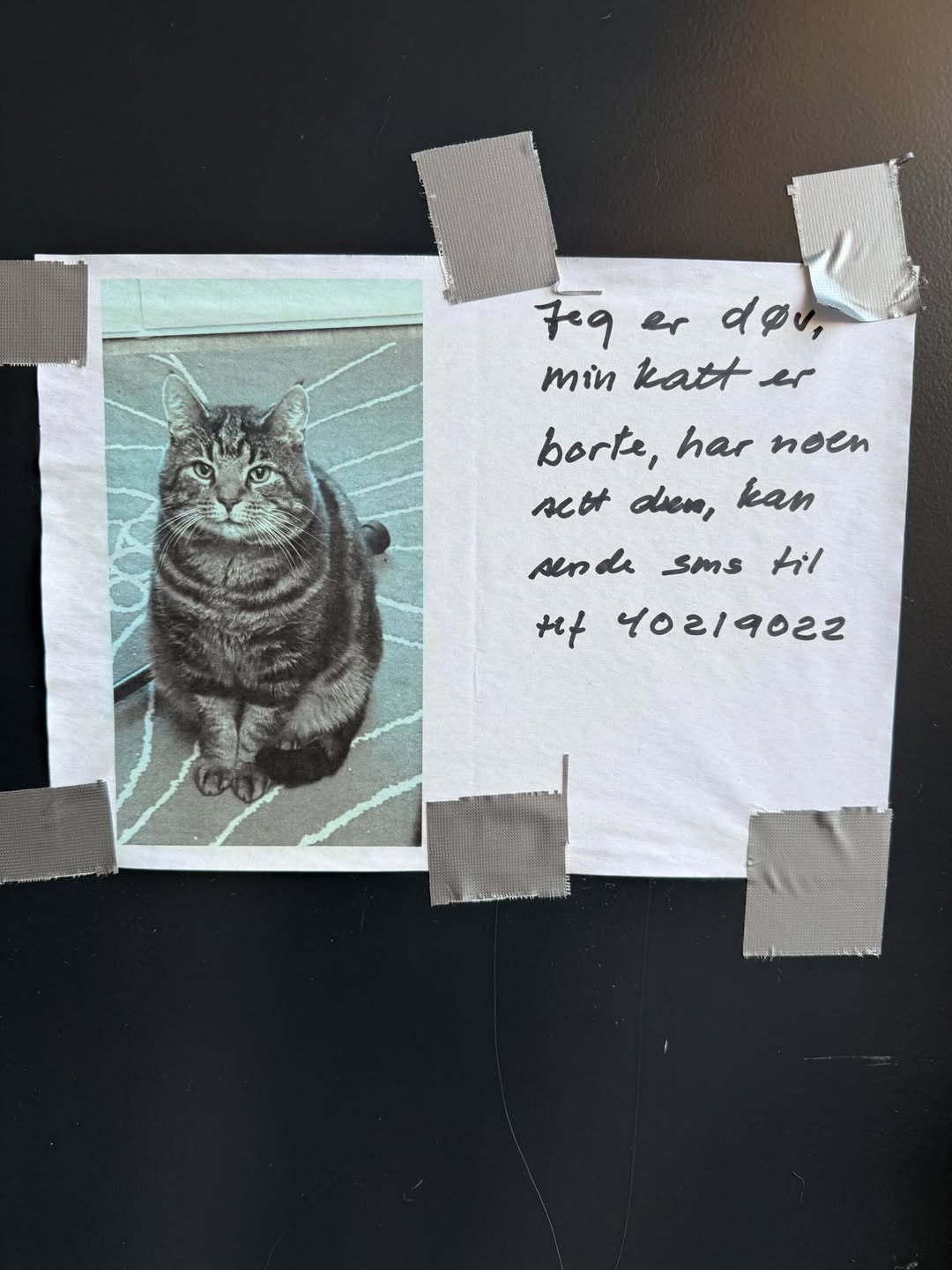 Lost Cat in Stavanger