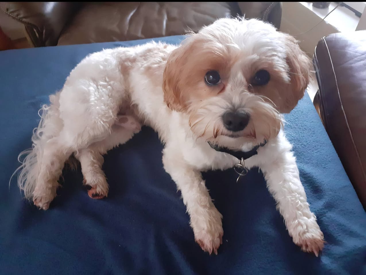 Lost Dog in Ebeltoft