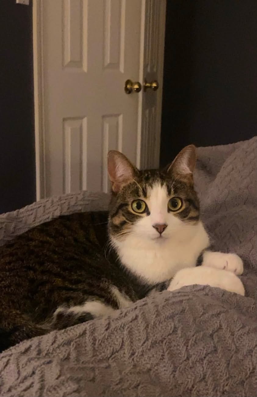 Lost cat