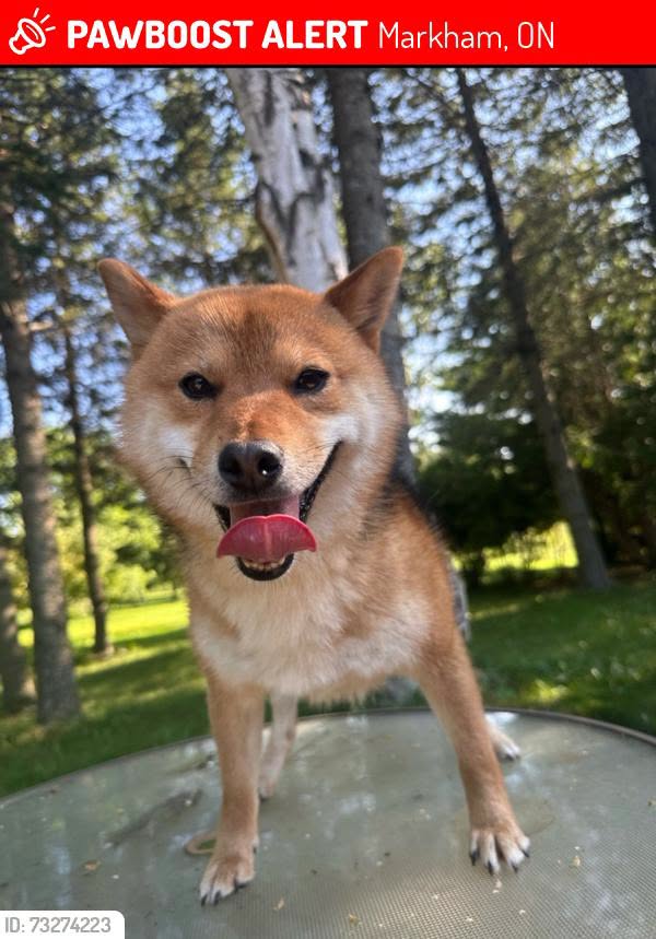 Lost dog