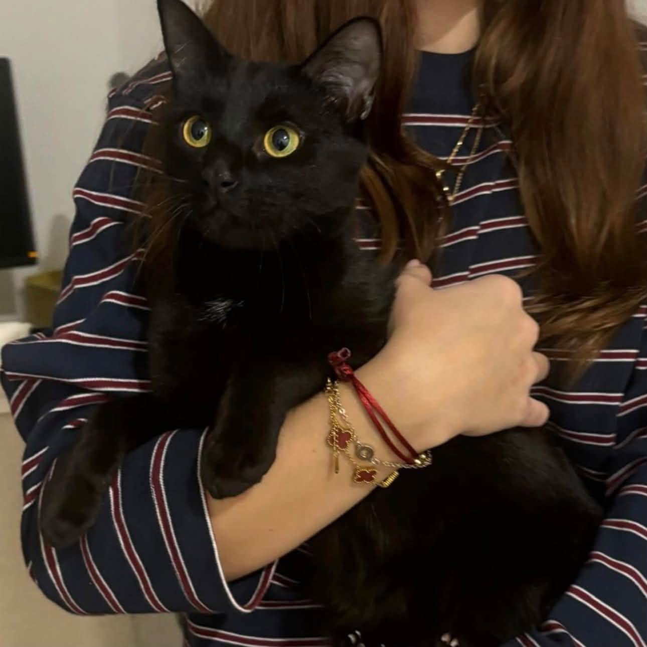 Lost cat