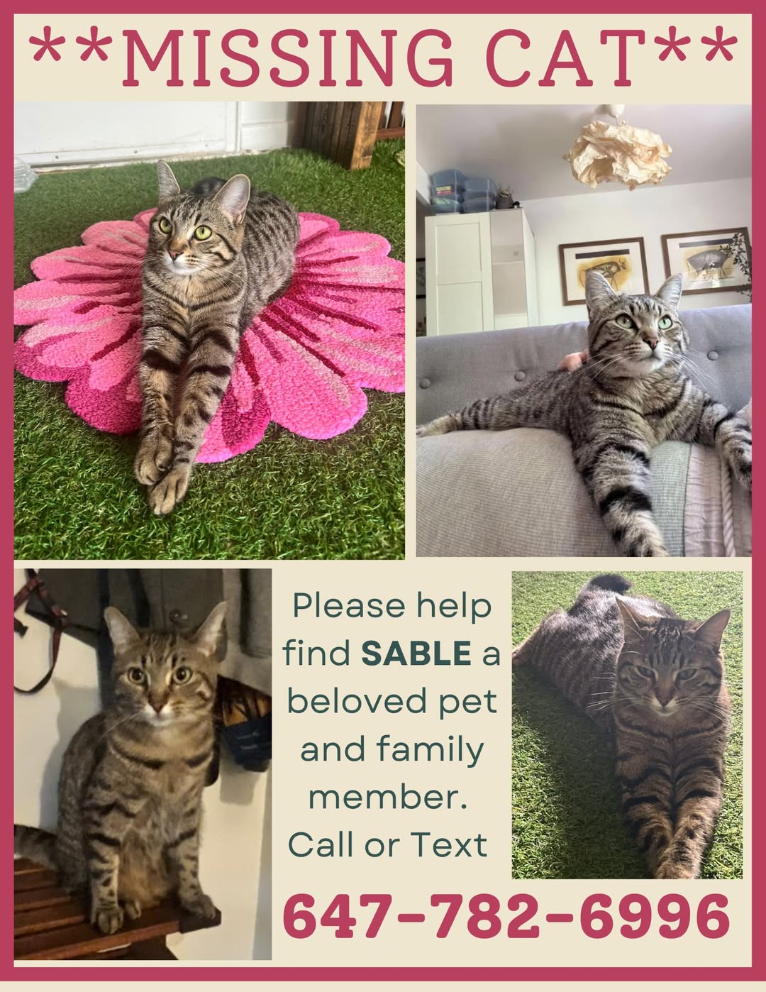 Lost cat