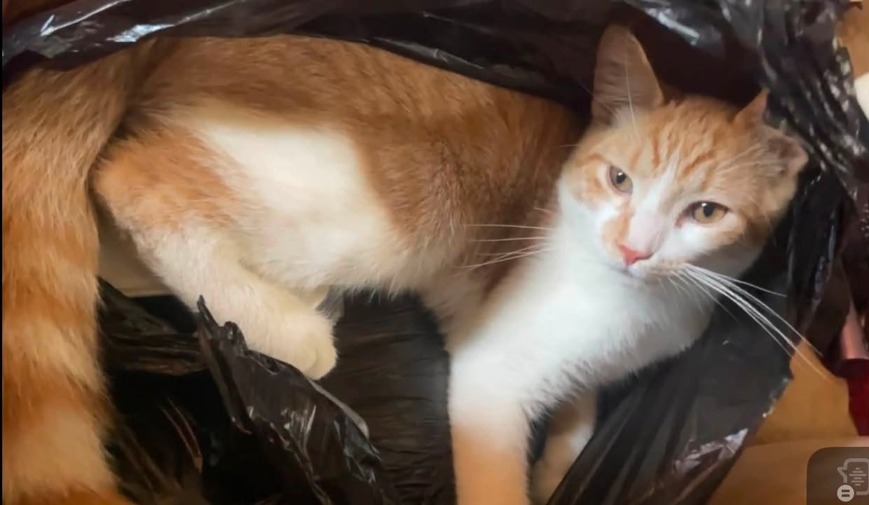 Lost Cat in Mount Forest