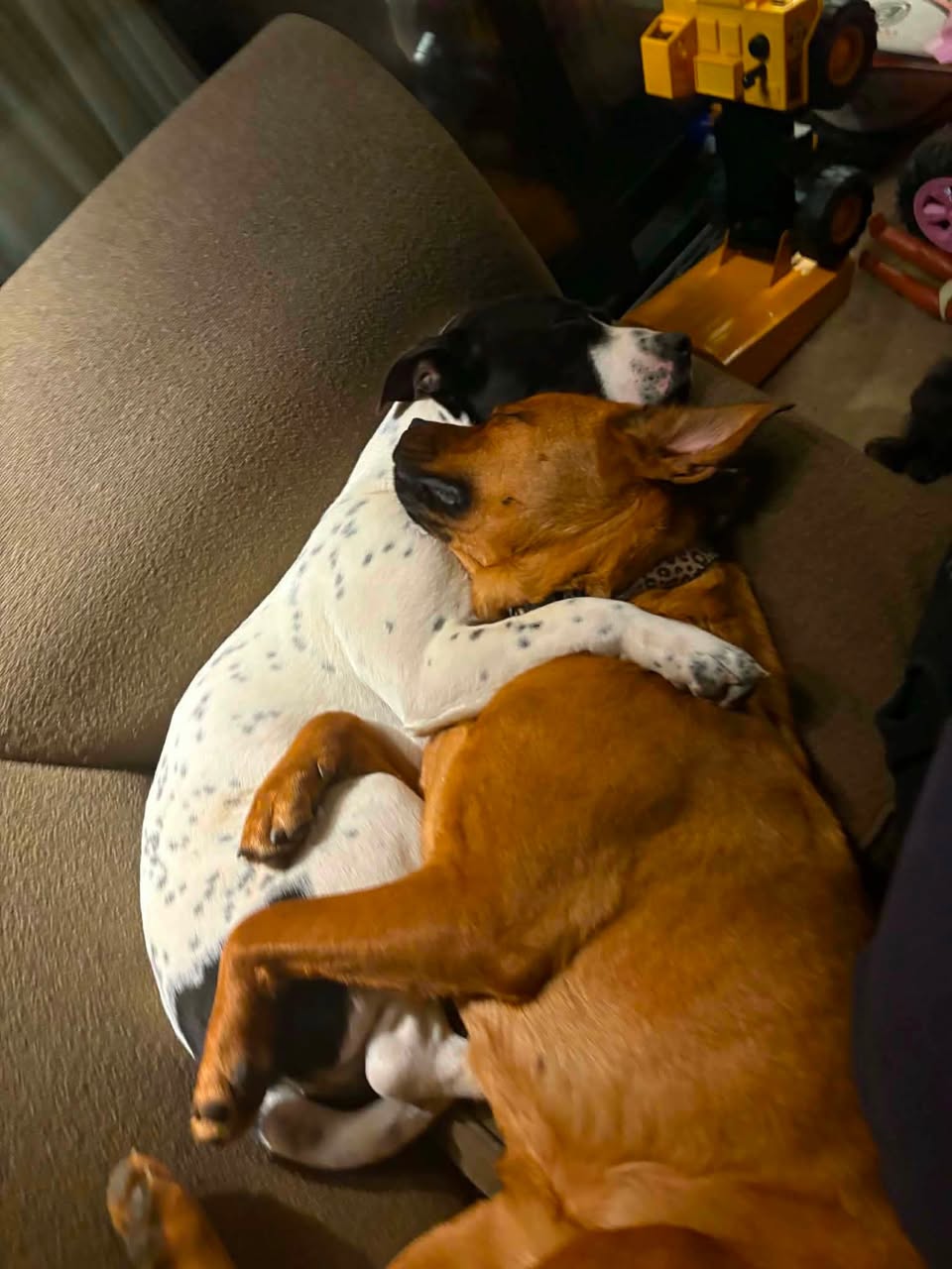 Lost Dog in Auckland