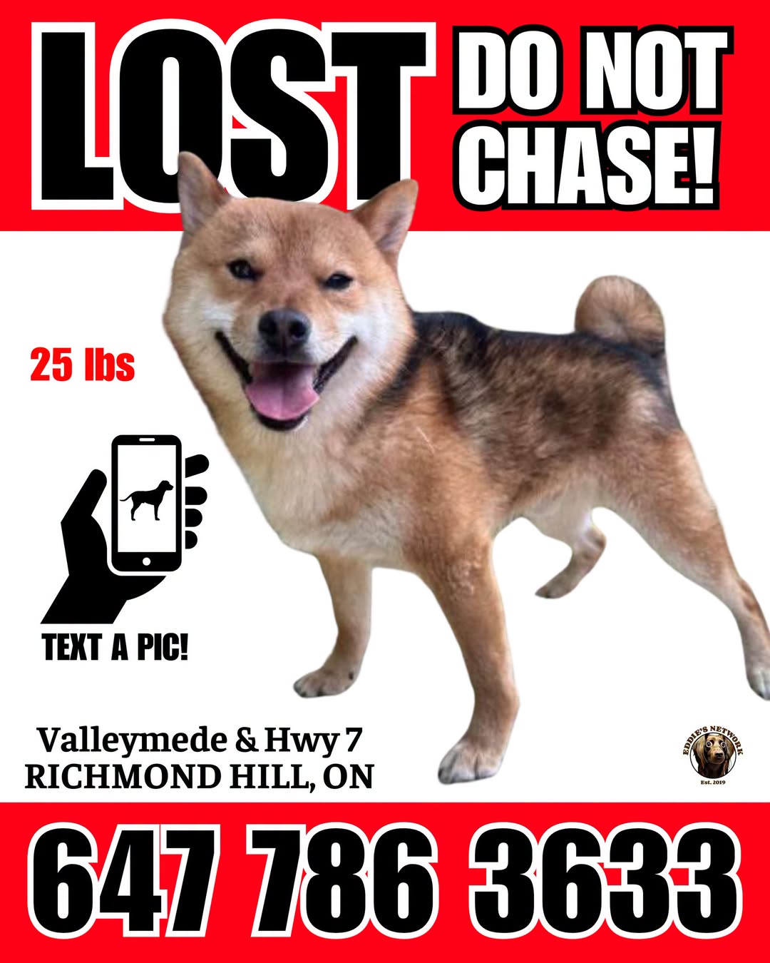 Lost Dog in Richmond Hill