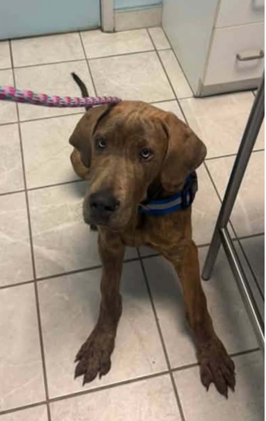 Found dog
