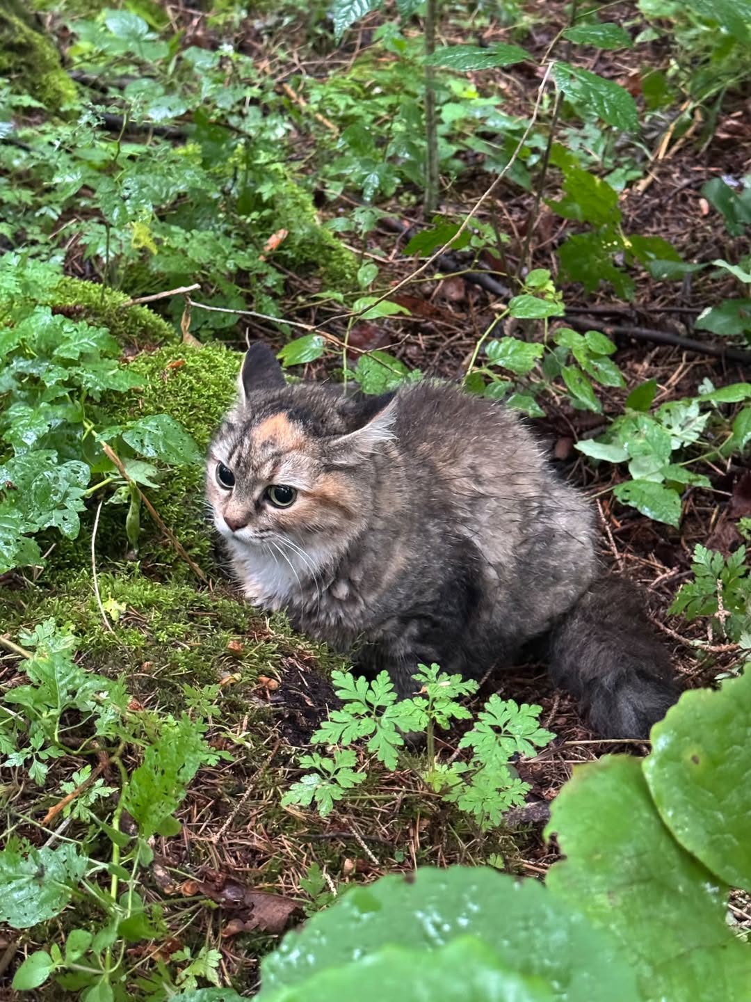 Found Cat in Grey County