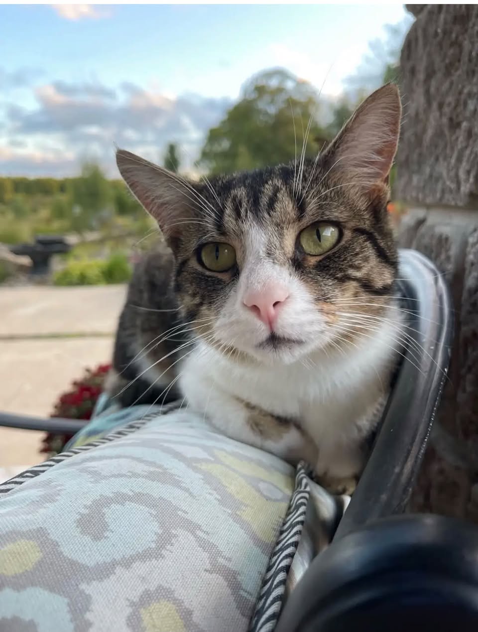 Lost Cat in Owen Sound