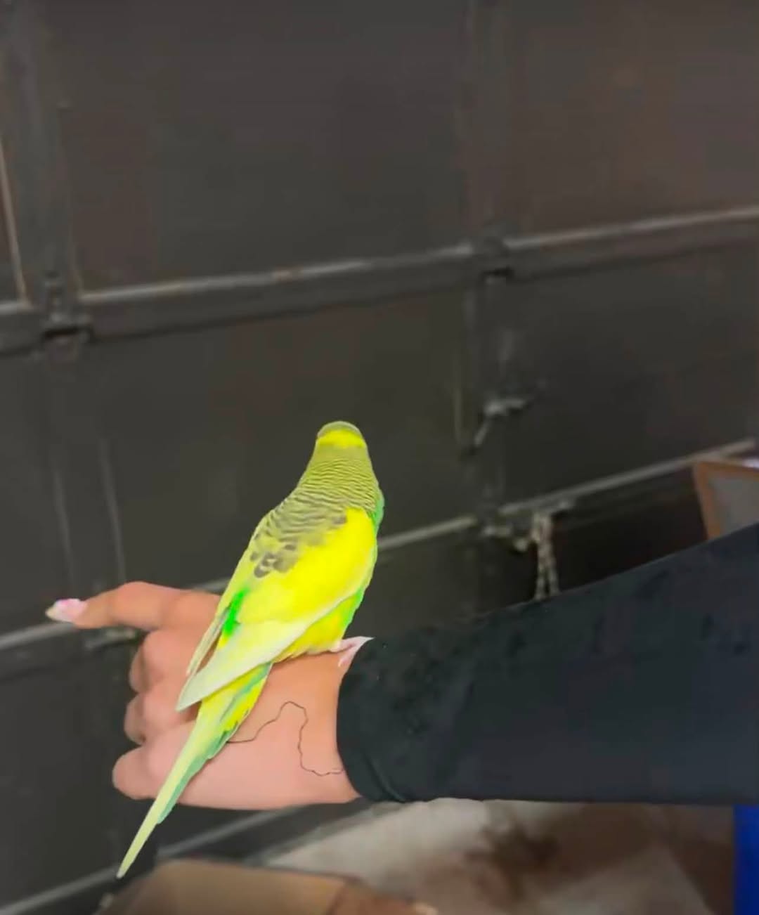 Found budgie