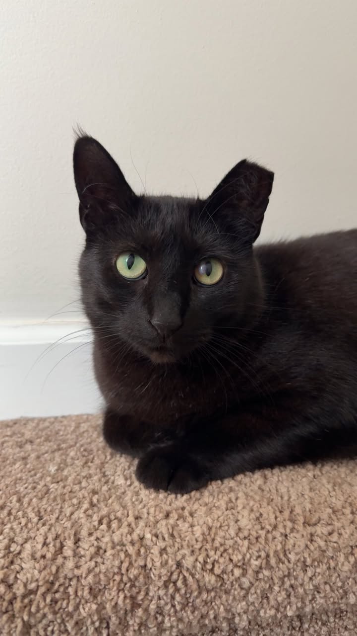 Lost Cat in South Jersey