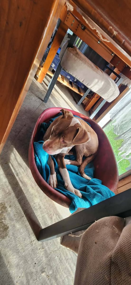 Lost dog