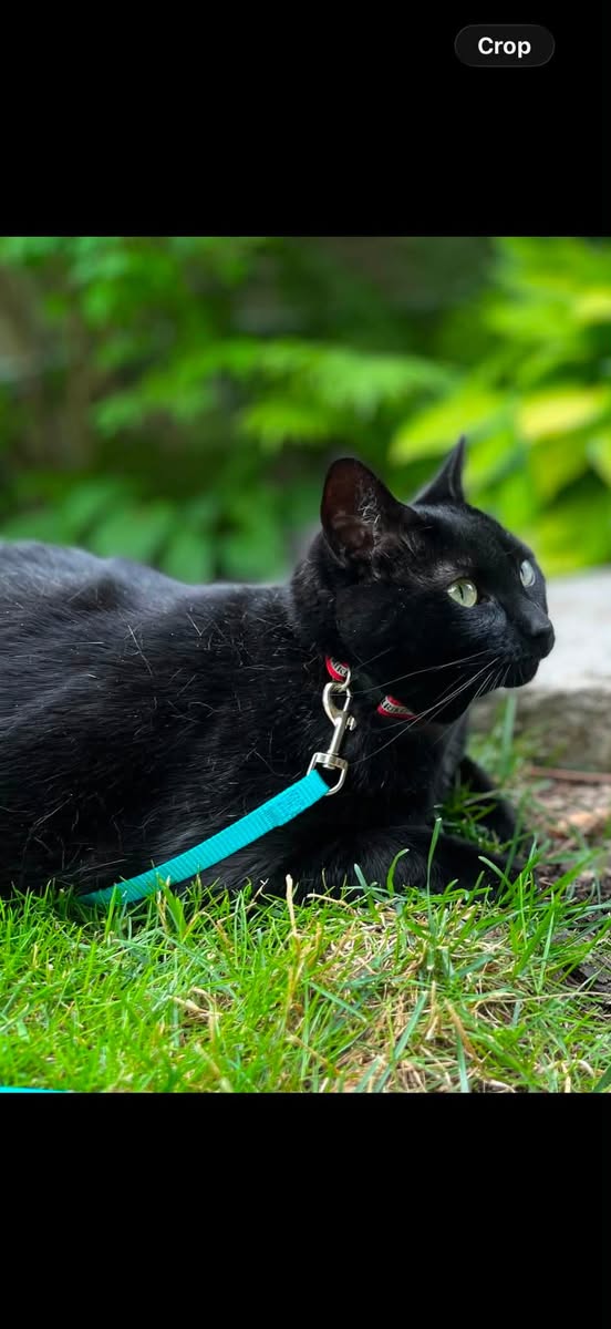 Lost Cat in Georgian Pl